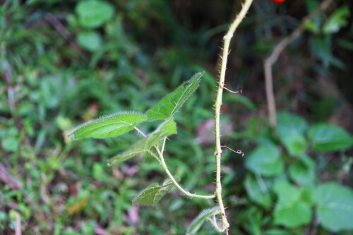 Solanum capsicoides observed 2026-10-12