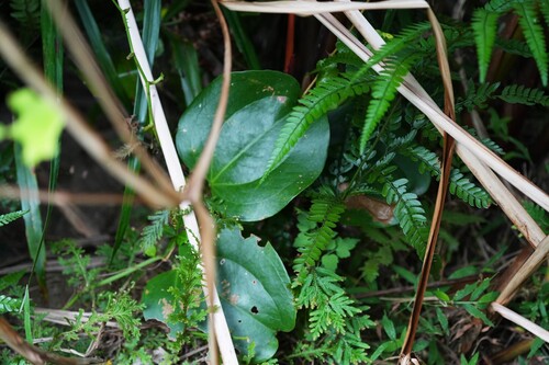 Smilax bracteata observed 2026-10-12