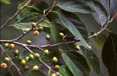 Celtis gomphophylla