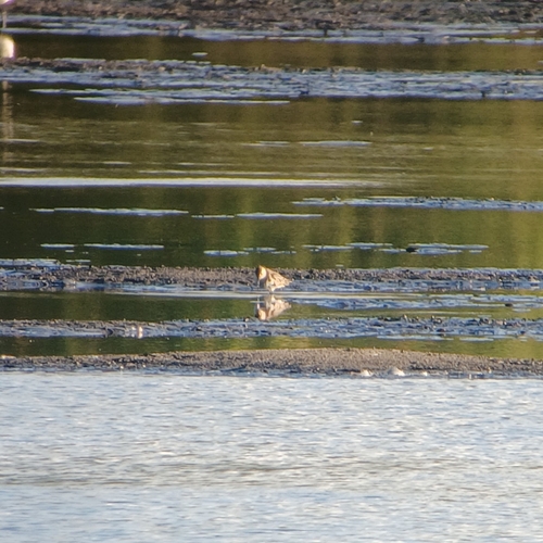 Dunlin