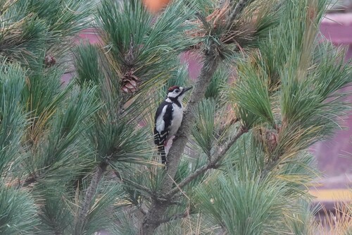Great Spotted Woodpecker