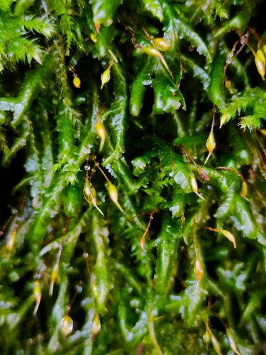 Lime Homalia Moss