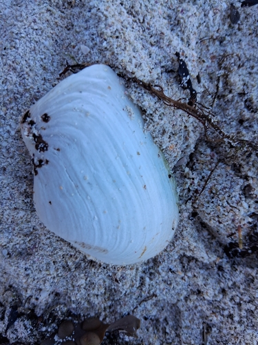 Mya truncata observed 2026-10-12