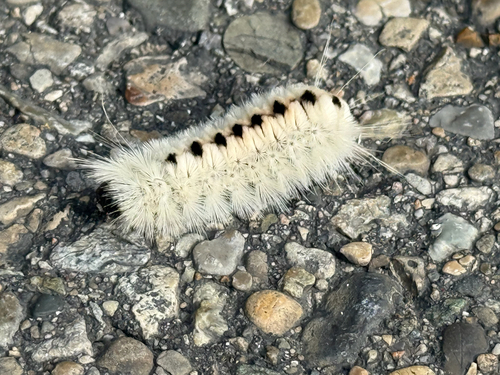 Hickory Tussock Moth