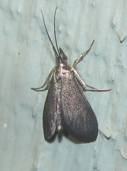 Pyrausta demantrialis
