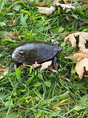 Painted Turtle
