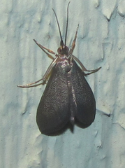 Pyrausta demantrialis