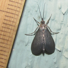 Pyrausta demantrialis