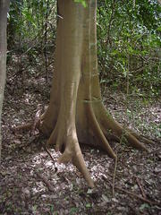 Celtis gomphophylla