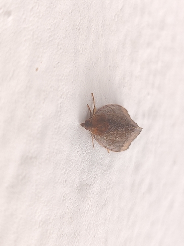 Crisopa parda