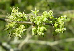 Celtis gomphophylla