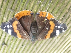 Vanessa atalanta atalanta