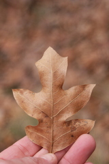 Quercus georgiana