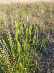 Agropyron