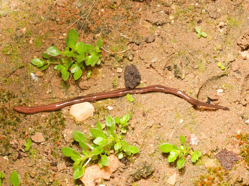 Dolichoplana striata observed 2026-10-11