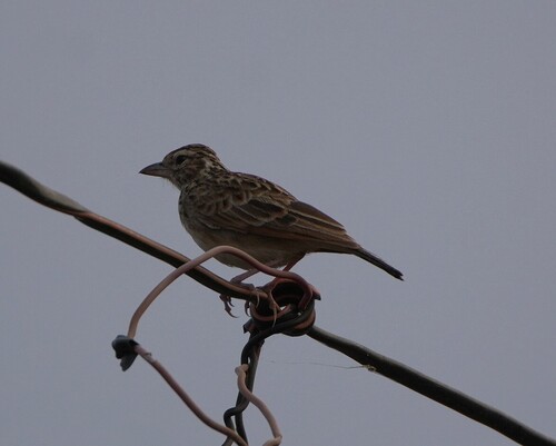 Indian Bush Lark