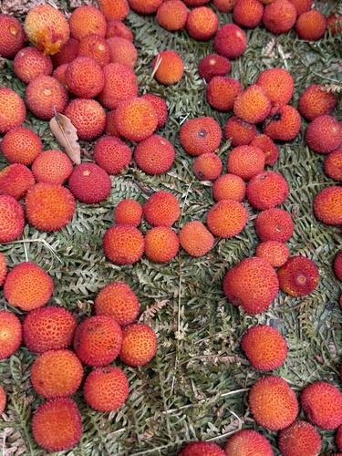 strawberry tree