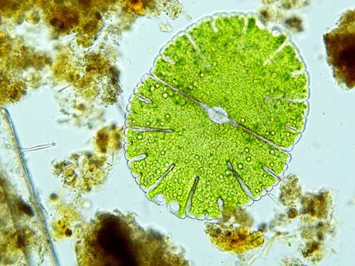 Micrasterias denticulata