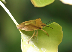 Carpocoris fuscispinus