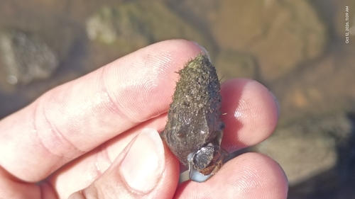 Armored Rocksnail