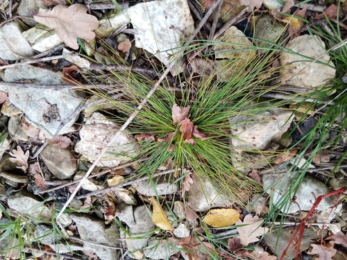 Ovate Spikerush