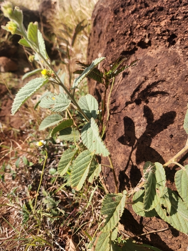 Waltheria indica observed 2026-10-12