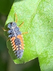 Harmonia axyridis
