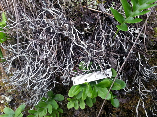 Elegant Fringe Lichen