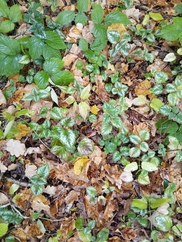 Variegated Yellow Archangel