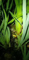 Hyla japonica