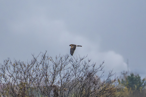 iNaturalist image