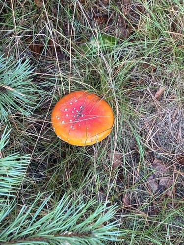 Fly Agaric