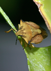 Carpocoris fuscispinus