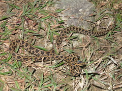 Boiga multomaculata