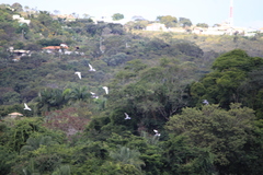 Columba livia domestica