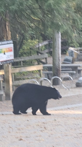 Black Bear sighting near EB Peters Rd @ Duval Rd