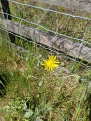 Crepis biennis