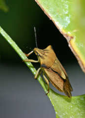 Carpocoris fuscispinus