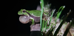 Hyla japonica