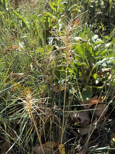 Elymus elymoides observed 2026-10-12