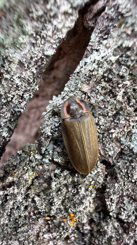 Winter Firefly