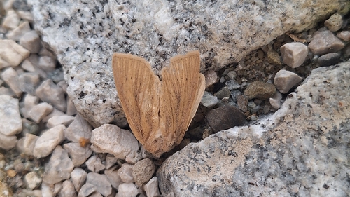 Large Wainscot Moth