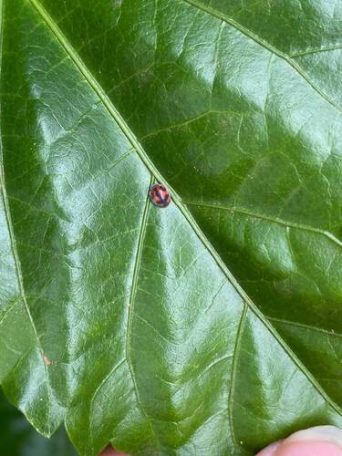 Rodolia cardinalis, 2026-10-12