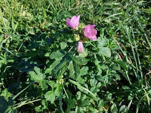 Greater Musk-mallow