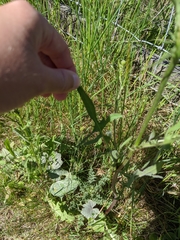 Crepis biennis