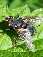 Blepharipa pratensis