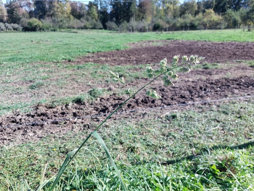 orchard grass