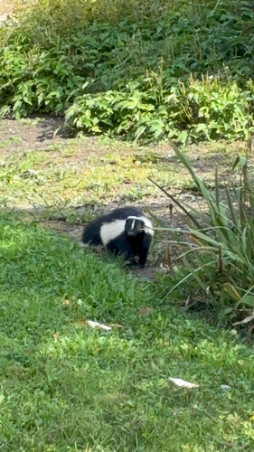 Striped Skunk