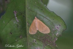 Eubaphe