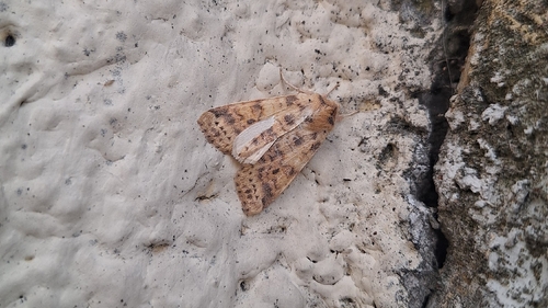 Dusky-lemon Sallow